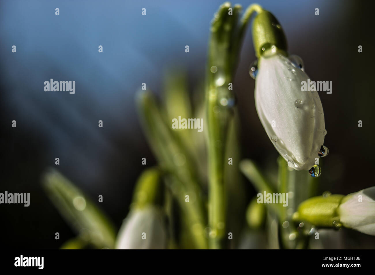 Im Vordergrund stehen die ersten Frühling Schneeglöckchen mit Tautropfen auf Blumen. Stockfoto