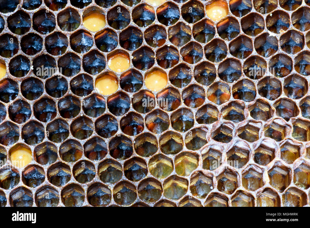 Closeup Makro gelb Biene Wabe in einem Hexagon Muster mit abgedichteten golden Sweet honey Fächer der hive Innenraum wild in der Natur Stockfoto