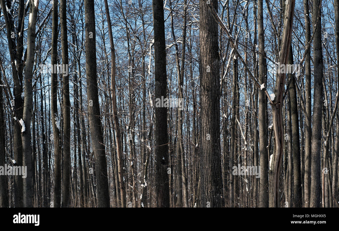 Die Baumstämme in der Natur mit Schnee auf dem Boden, die den Waldboden und die Bäume des Waldes Stockfoto