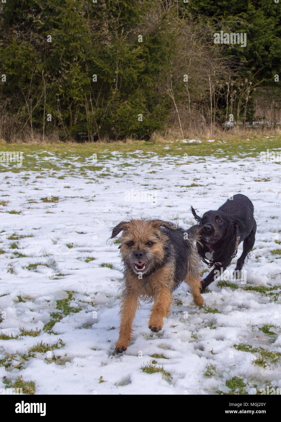 Border Terrier gejagt von einem Cocker Spaniel im Schnee Stockfoto
