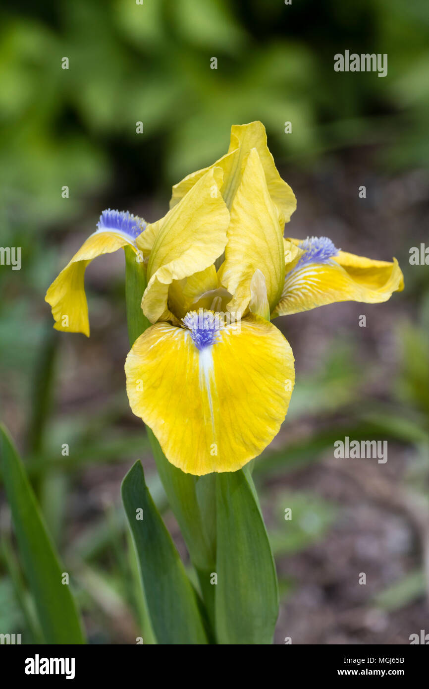 Gelb fällt und Standards mit einem blauen Bart des Standard dwarf bearded Iris, Iris' Streich' Stockfoto