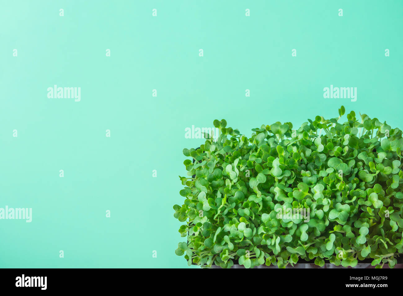 Junge frische grüne Triebe von Topfpflanzen Brunnenkresse auf Pastell Türkis Hintergrund. Gartenbau gesunde Pflanzliche Ernährung Food garnieren Konzept. Minimalistische St Stockfoto