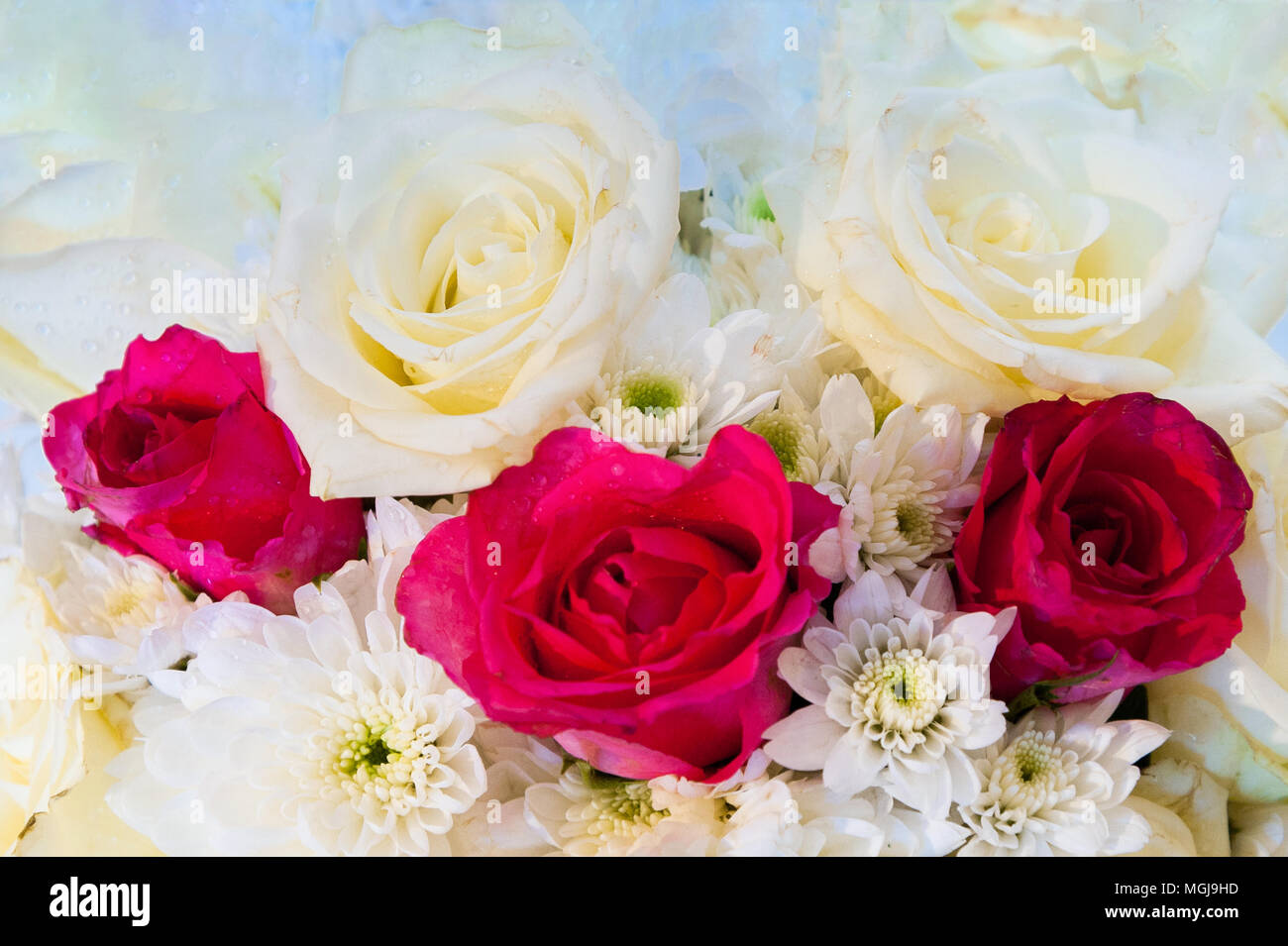 Blumenstrauß aus den weißen Rosen im Hintergrund Stockfoto