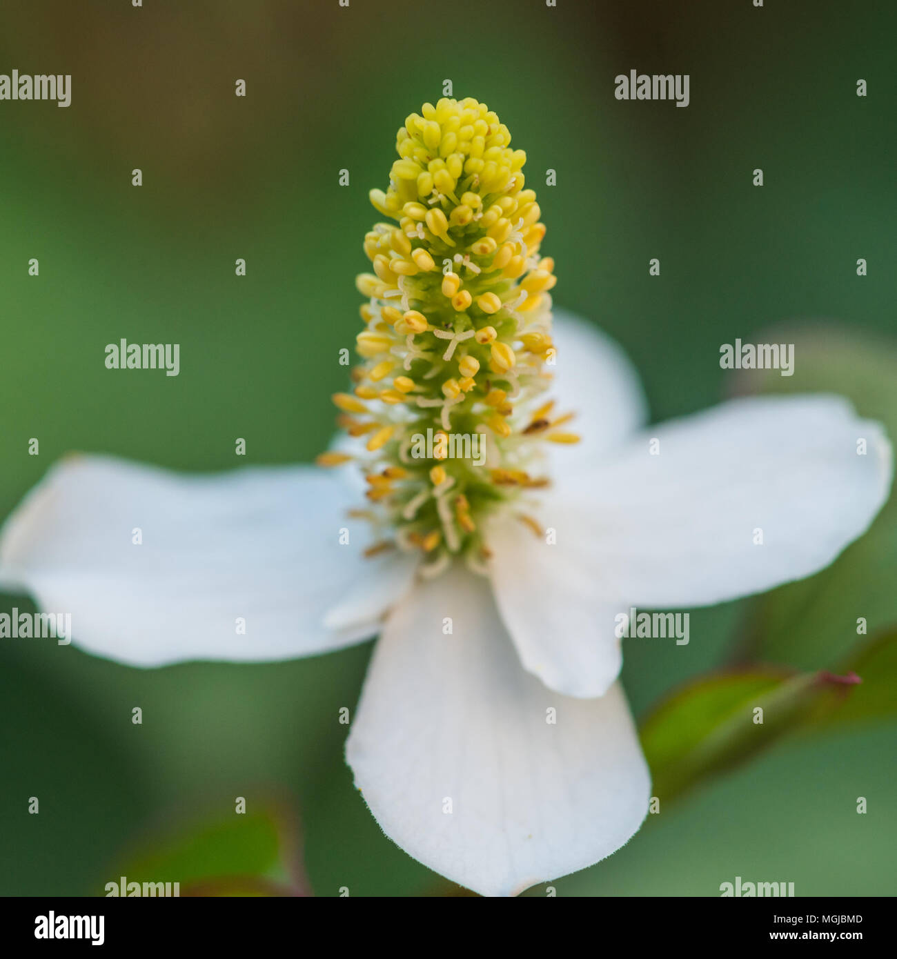 Eine Makroaufnahme einer Hosta undulata 'cordata blühen. Stockfoto