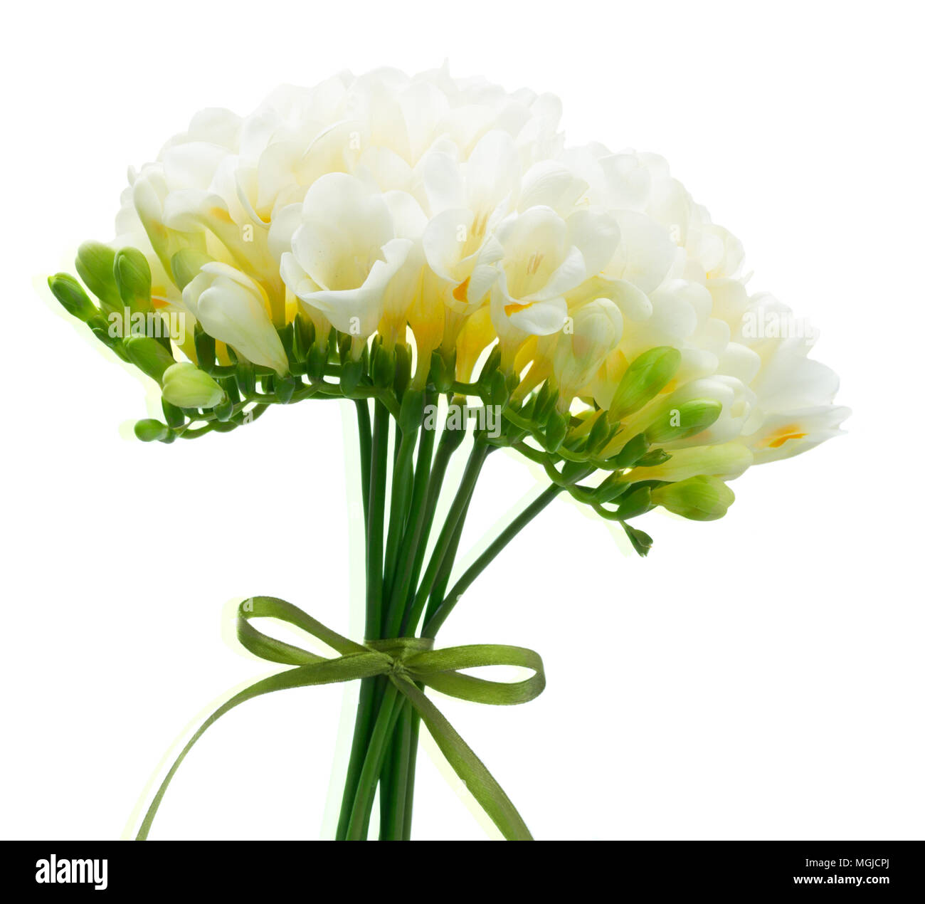 Freeseia frische Blumen Stockfoto