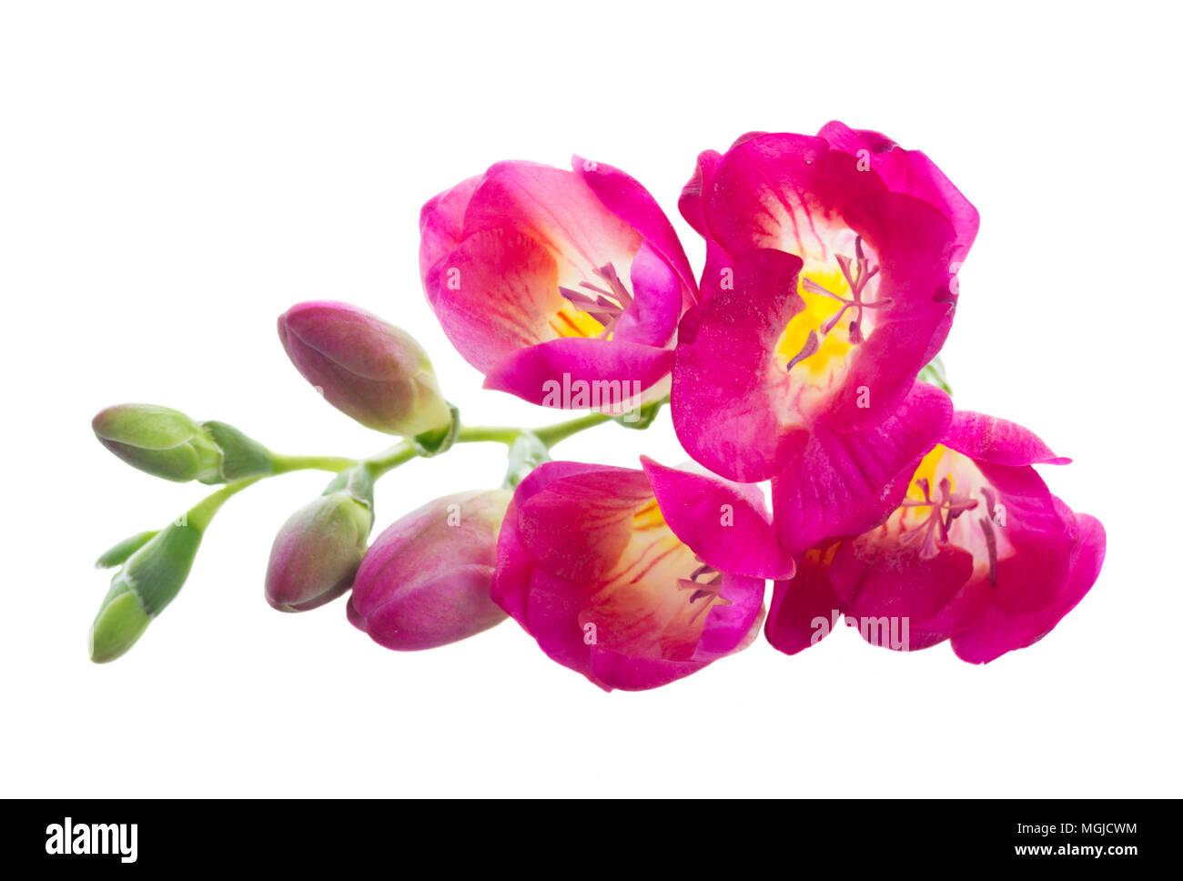 Freeseia frische Blumen Stockfoto