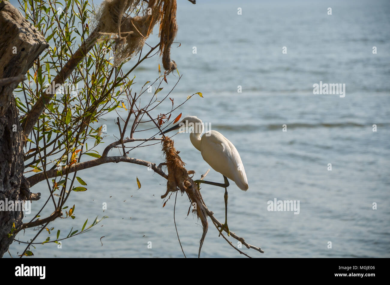 Weiße Reiher, auf Grün, in der Nähe von Teich, Wasser, Wald, See, langen Hals, scharfen Schnabel, lange Beine, weiße Federn, kleine Augen, dünnen flexiblen Vogel. Stockfoto