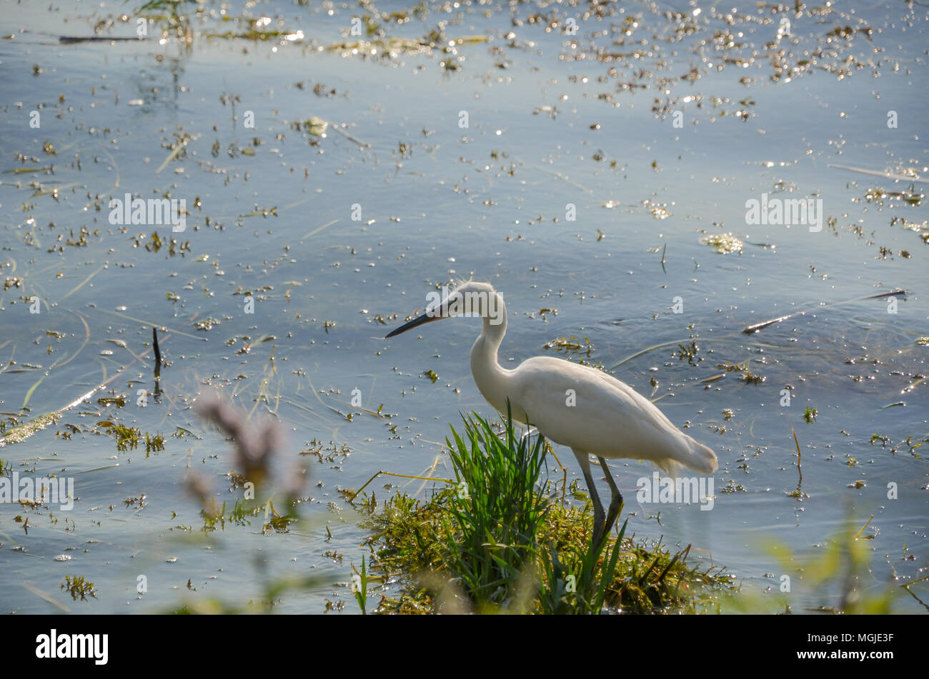 Sharp beak Fotos und Bildmaterial in hoher Auflösung Alamy