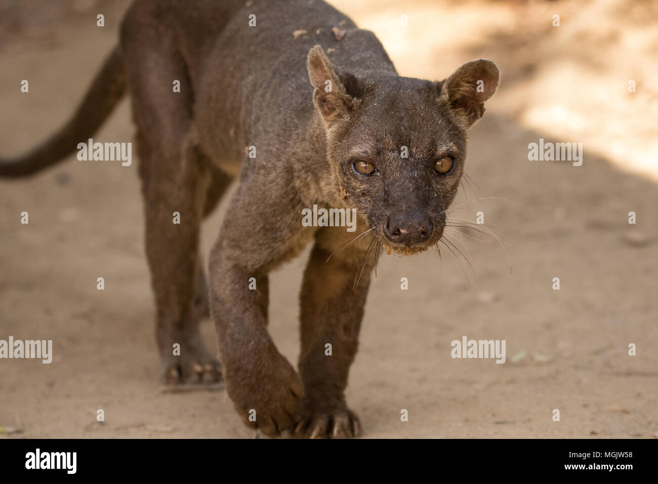 Die gefürchtete Fossa von Madagaskar Stockfoto