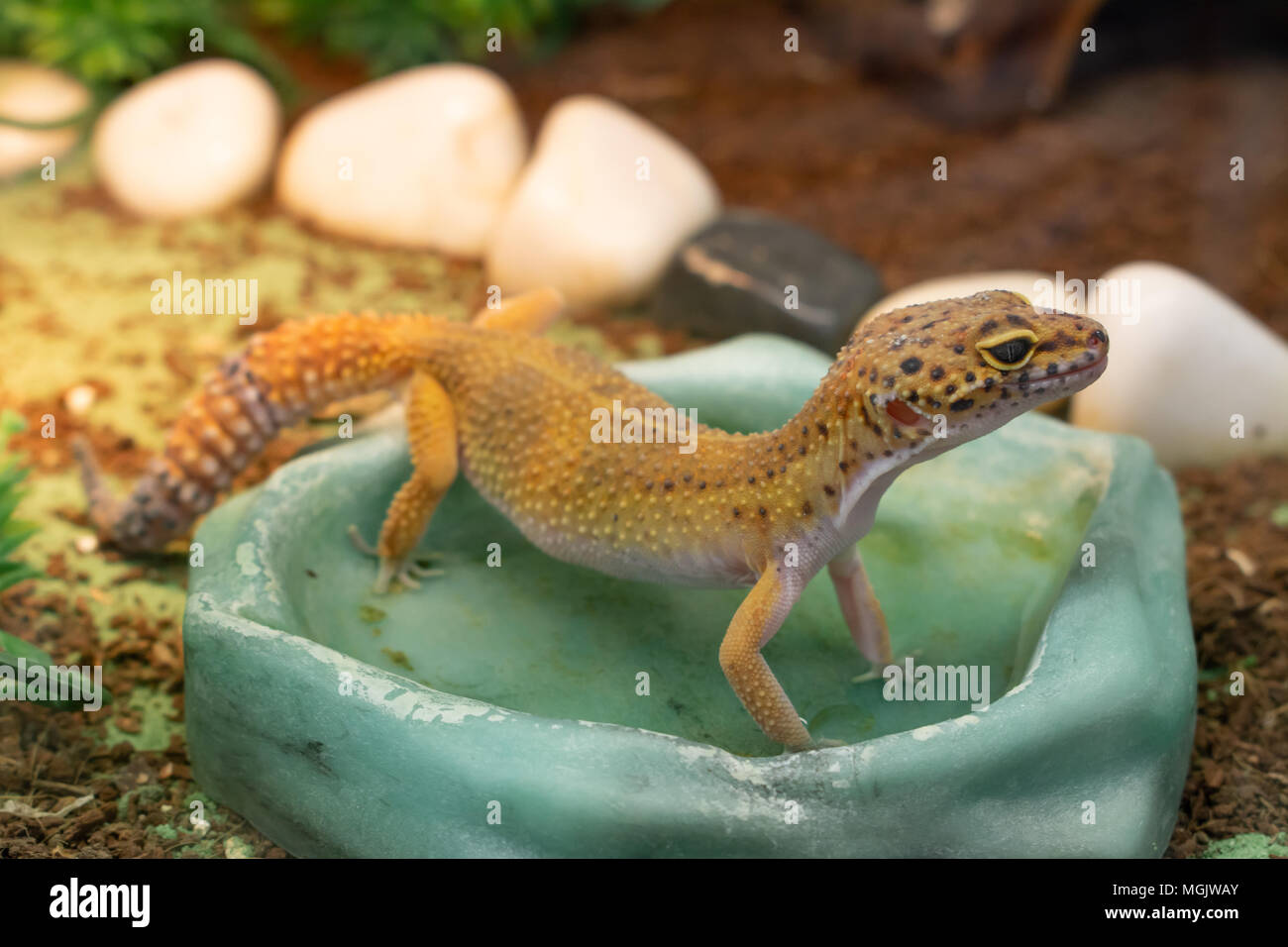 Gelbe gemeinsame leopard Gecko in eine Schüssel Wasser trinken im Terrarium Stockfoto