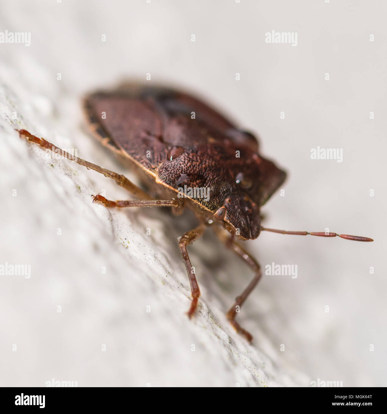 Eine Makroaufnahme eines Waldes Bug auf der Außenwand eines Hauses hängt. Stockfoto