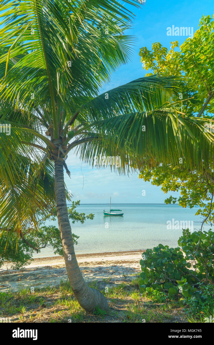 Ein klassisches Segelboot an der von Kokospalmen und einem Sandstrand an einem klaren Tag gerahmte Anker Stockfoto