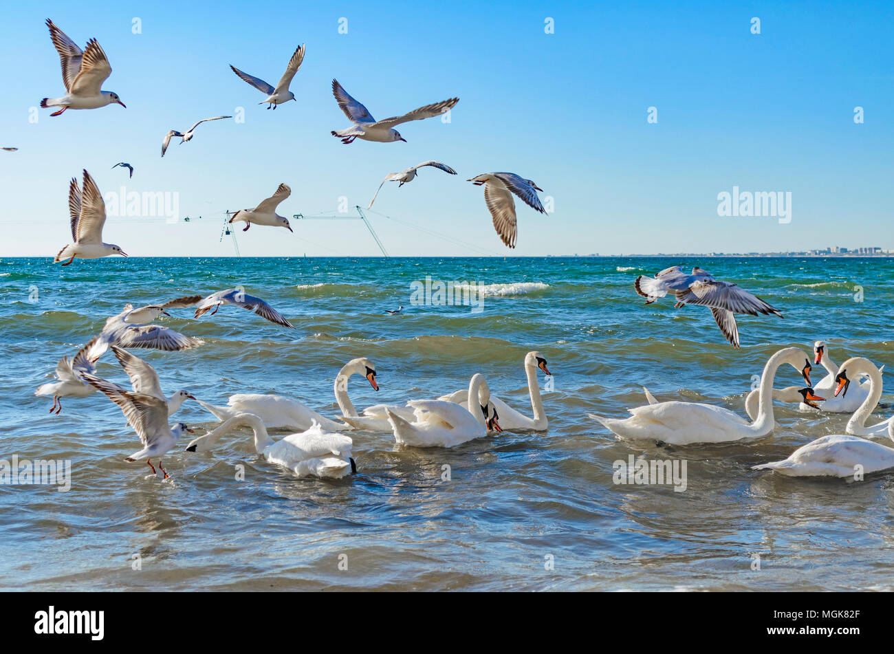 Schwäne und Möwen kämpfen für Brot und Schwimmen im Schwarzen Meer. Stockfoto