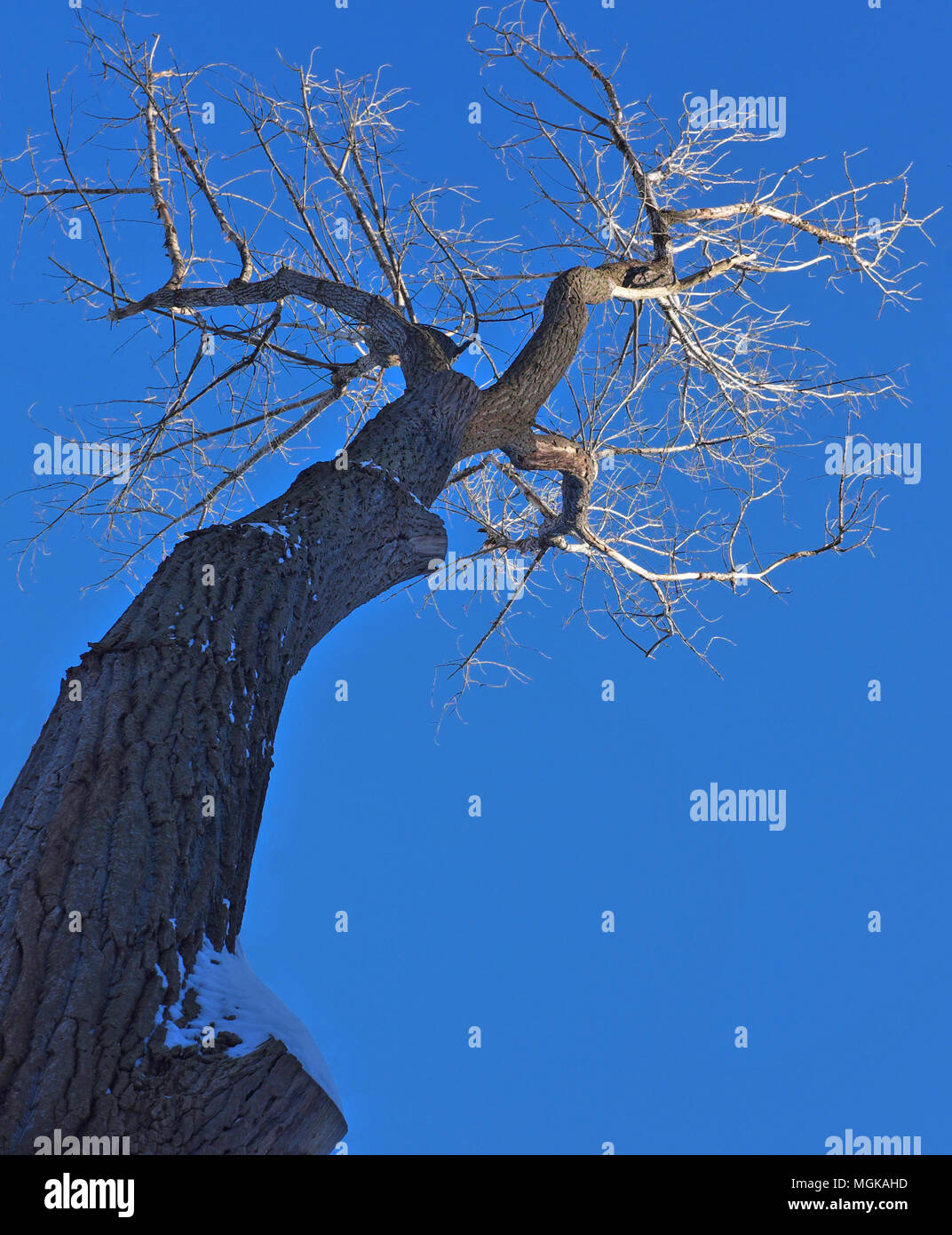 Ahorn Baum im Winter, keine Blätter, blauer Himmel. Kalt. Stockfoto