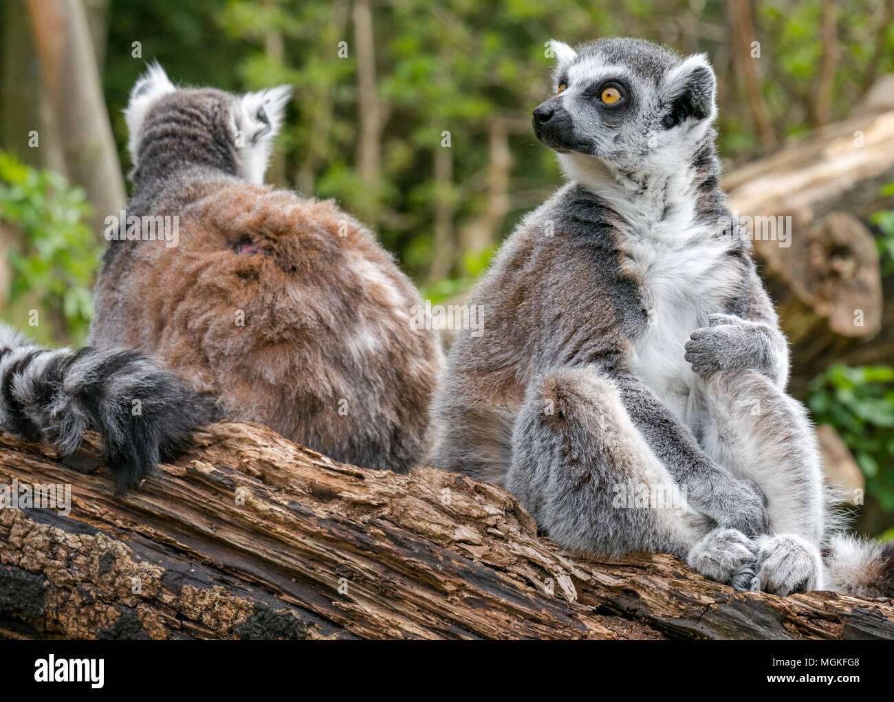 Nahaufnahme von Ringschwanz-Lemuren, Lemur catta, in einem Zoo, Großbritannien Stockfoto