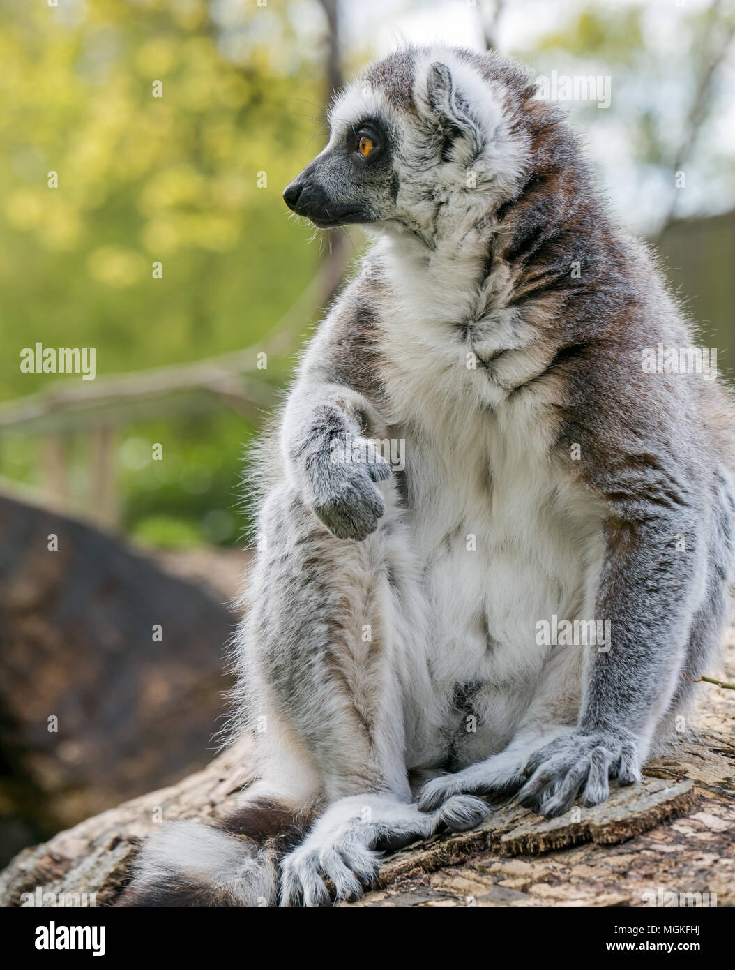 Nahaufnahme eines Ringschwanzmaki, Lemur catta, in einem Zoo, Großbritannien Stockfoto