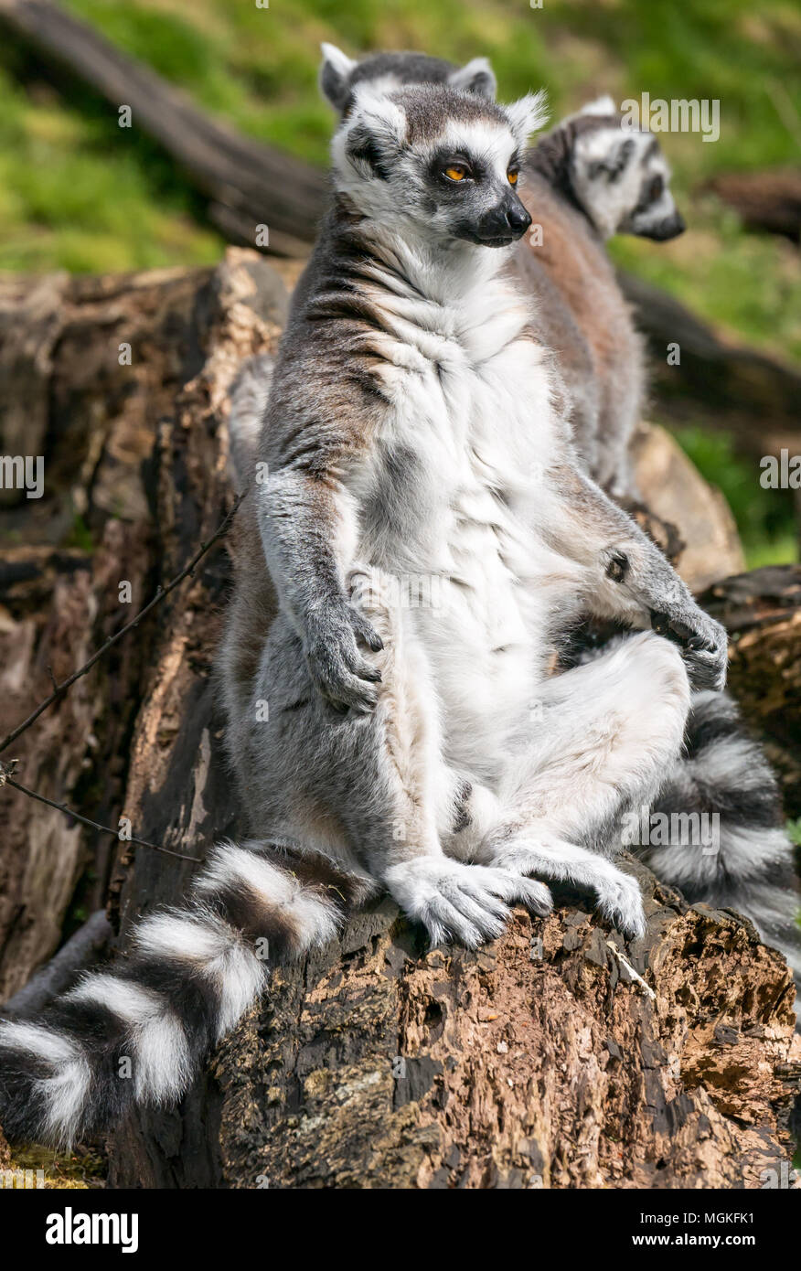 Nahaufnahme von Ringschwanz-Lemuren, Lemur catta, in einem Zoo, Großbritannien Stockfoto