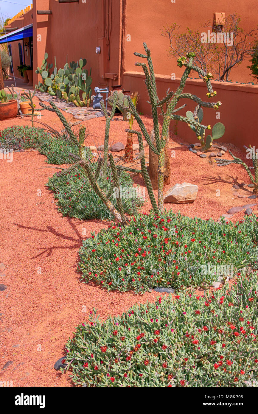 Garten mit Kakteen vor einem ummauerten Hof in Las Cruces, NM Stockfoto