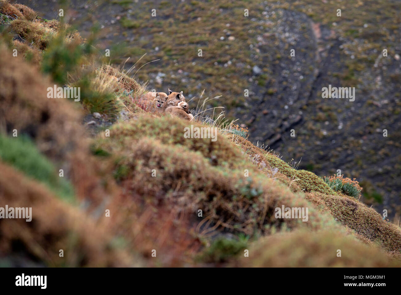 Patagonische puma familie Fotos und Bildmaterial in hoher Auflösung
