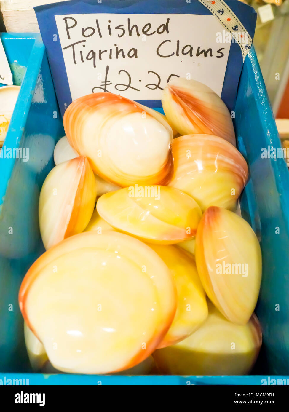 Ein Display aus poliertem Tigrina Venusmuscheln zum Verkauf in eine Markthalle in Whitby, North Yorkshire England Stockfoto