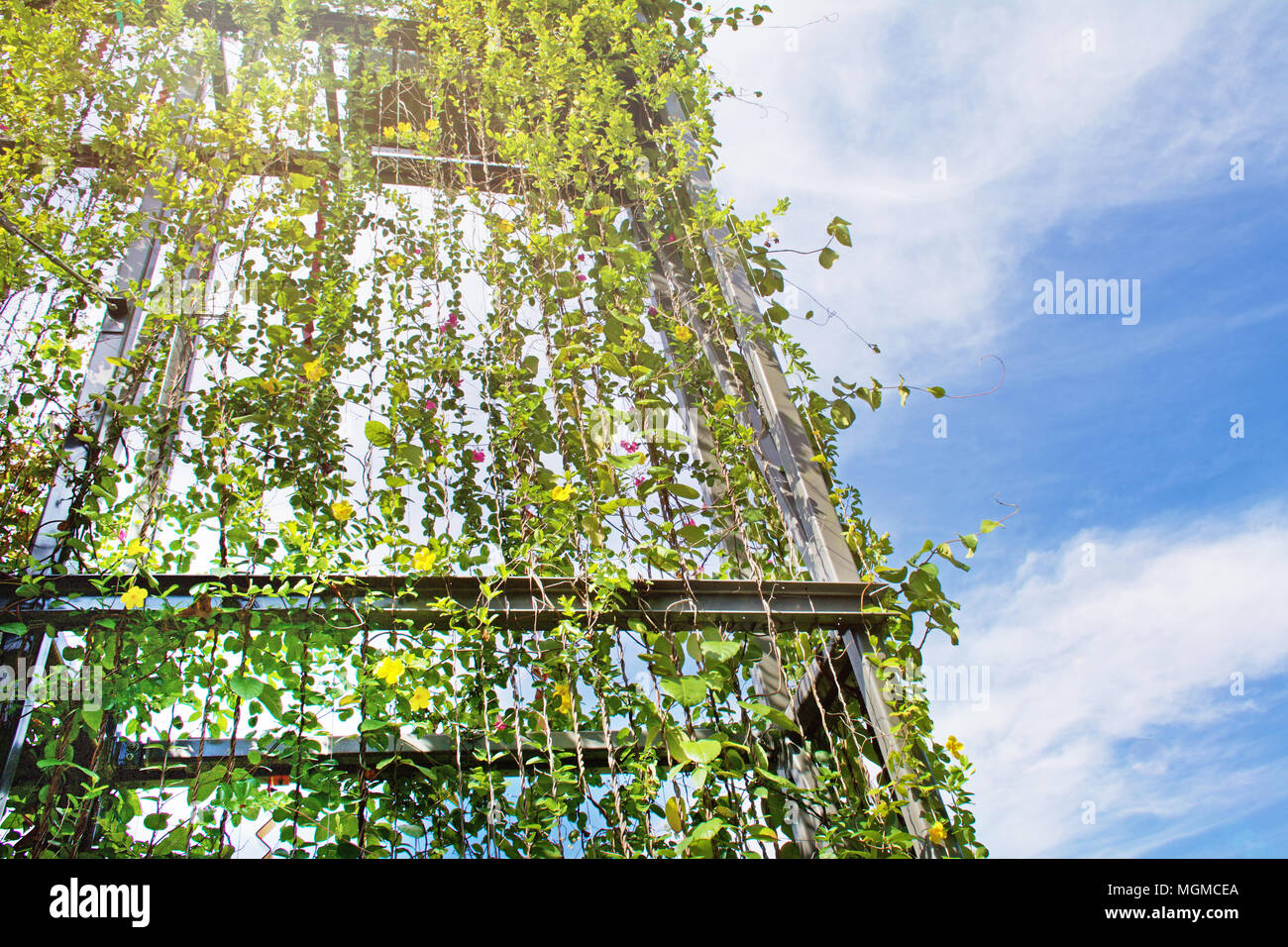 Atemberaubende vertikale Garten mit Kletterpflanzen an den Drähten an der Außenseite des Gebäudes. Stockfoto