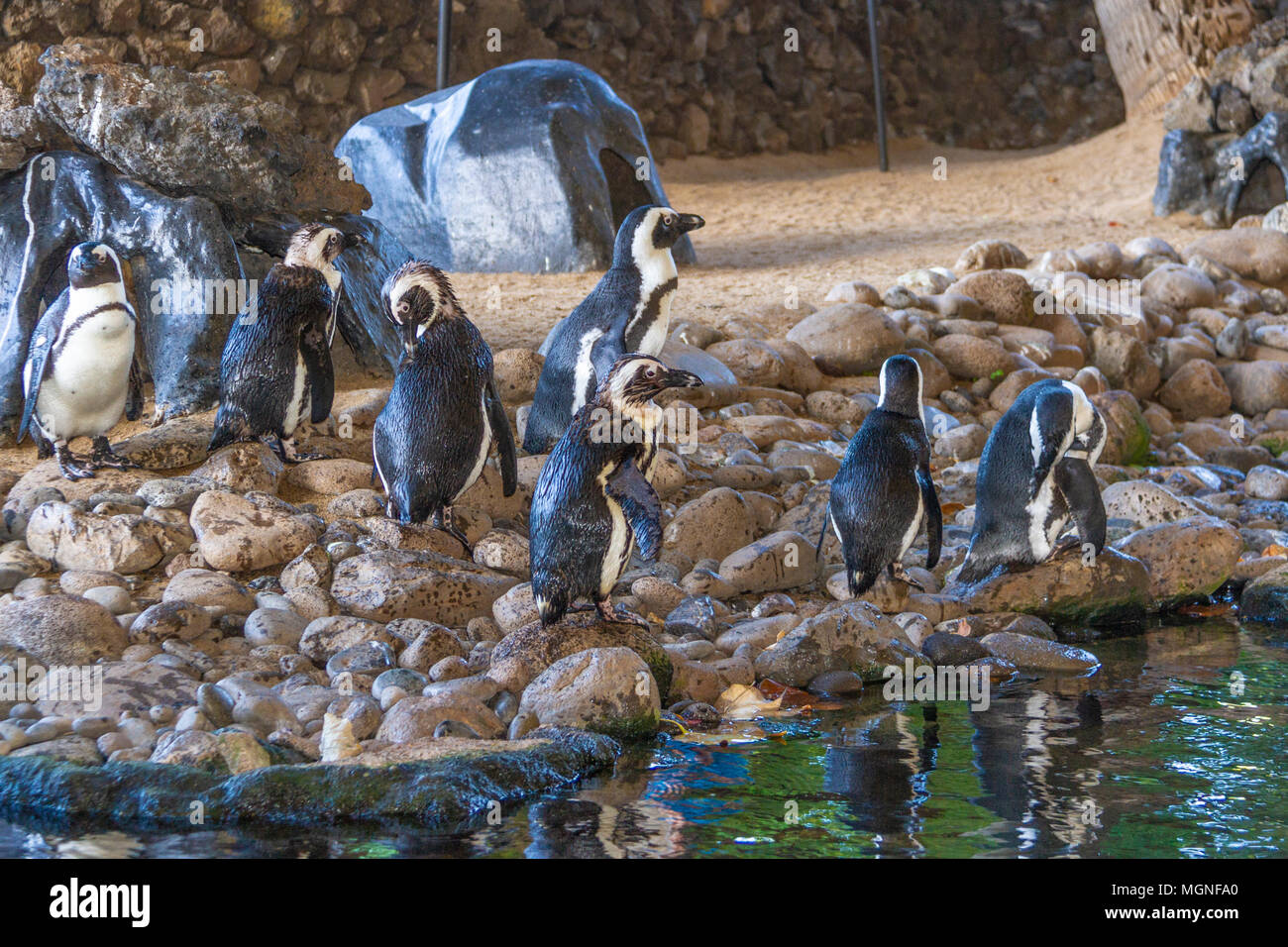 Afrikanische Pinguin (Spheniscus demersus), auch bekannt als die African Black-footed Penguin ist eine Pflanzenart aus der Gattung der gefährdeten Pinguin. Stockfoto