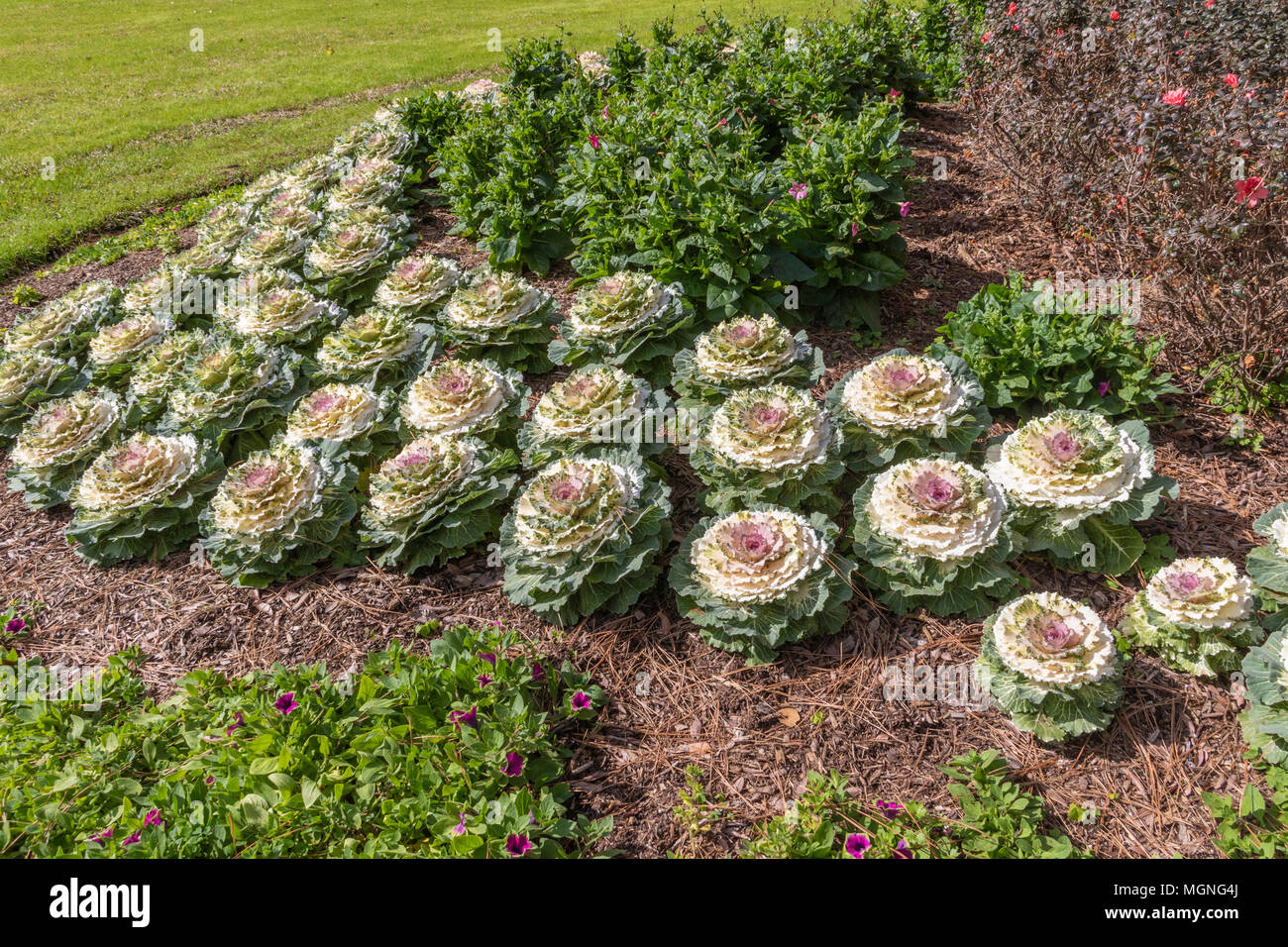 Zierpflanzen Grünkohl Pflanzen in Mercer Arboretum und Botanischen Gärten im Frühling, TX. Stockfoto