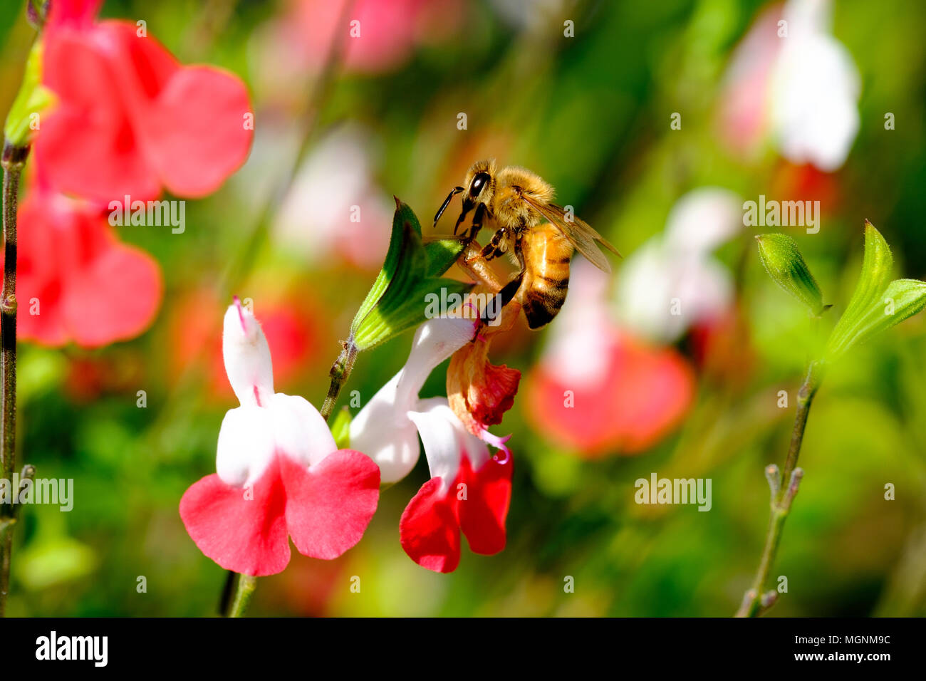 Honig Biene (Apis melifera) Überprüfung eine rote und weiße Blume Stockfoto