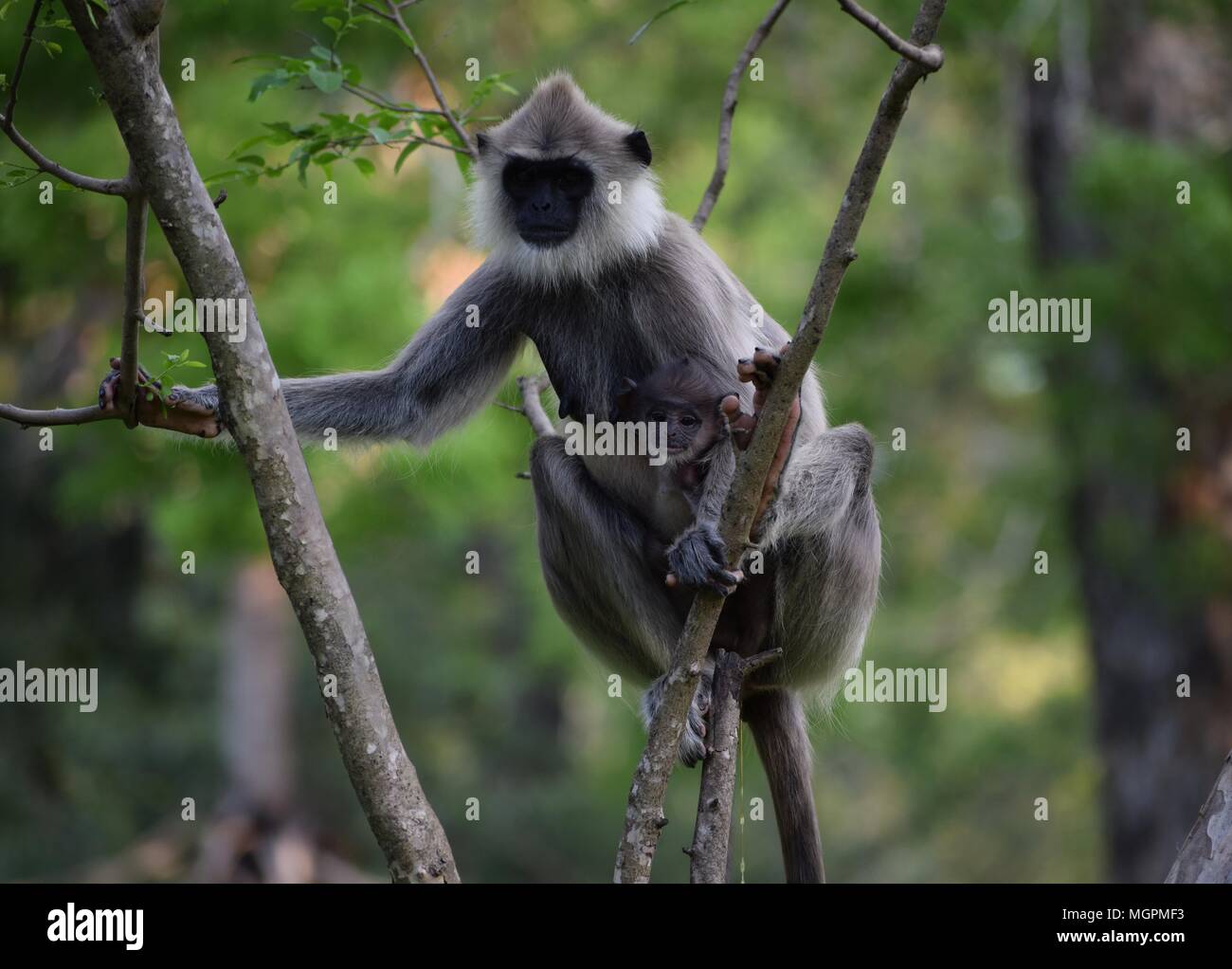 Schwarz Langur Affe konfrontiert Stockfoto