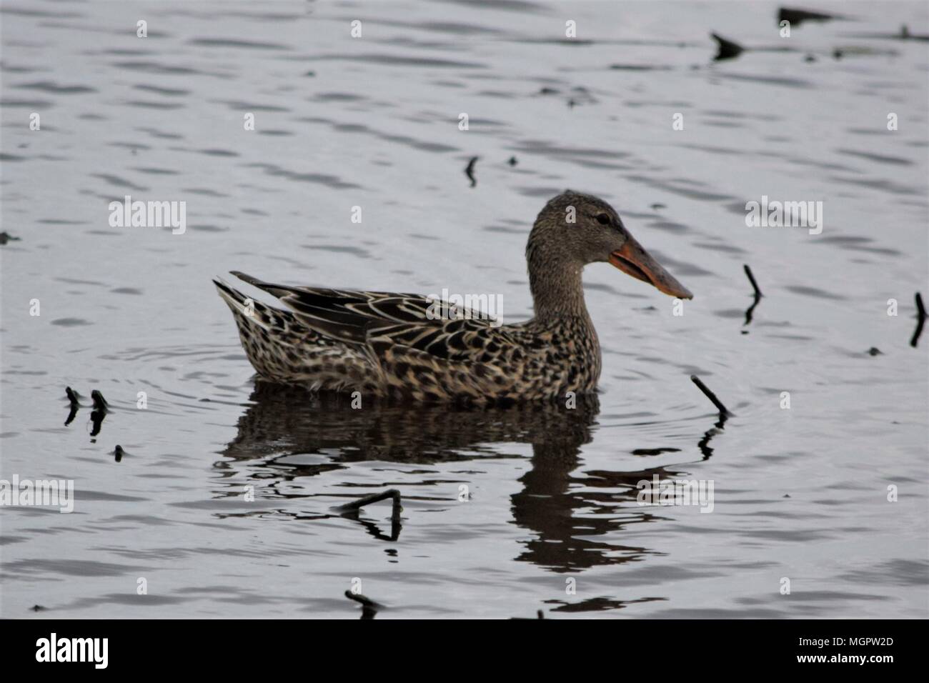 Löffler Henne Stockfoto