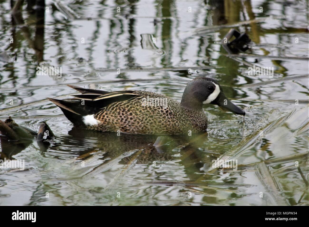 Blue-Wing Teal Stockfoto