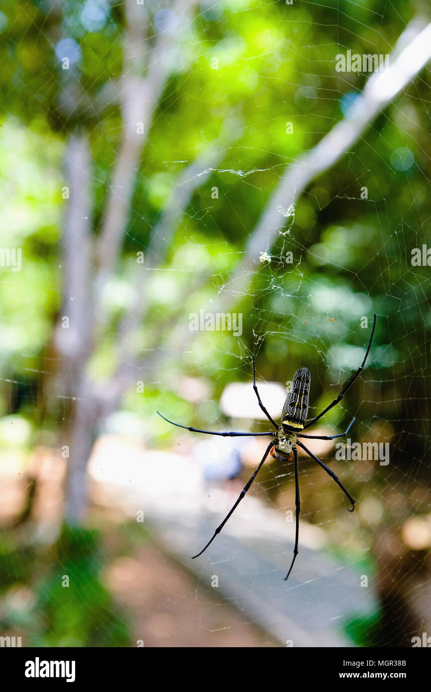 Eine große Spinne ohne eine Pfote in den natürlichen Lebensraum. Thailand. Stockfoto