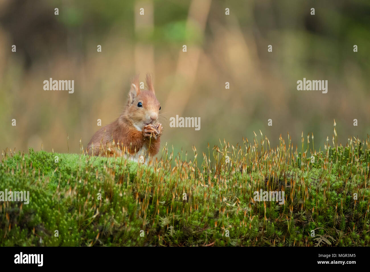 Eichhörnchen knabbert eine Mutter und sitzt friedlich im Gras Stockfoto