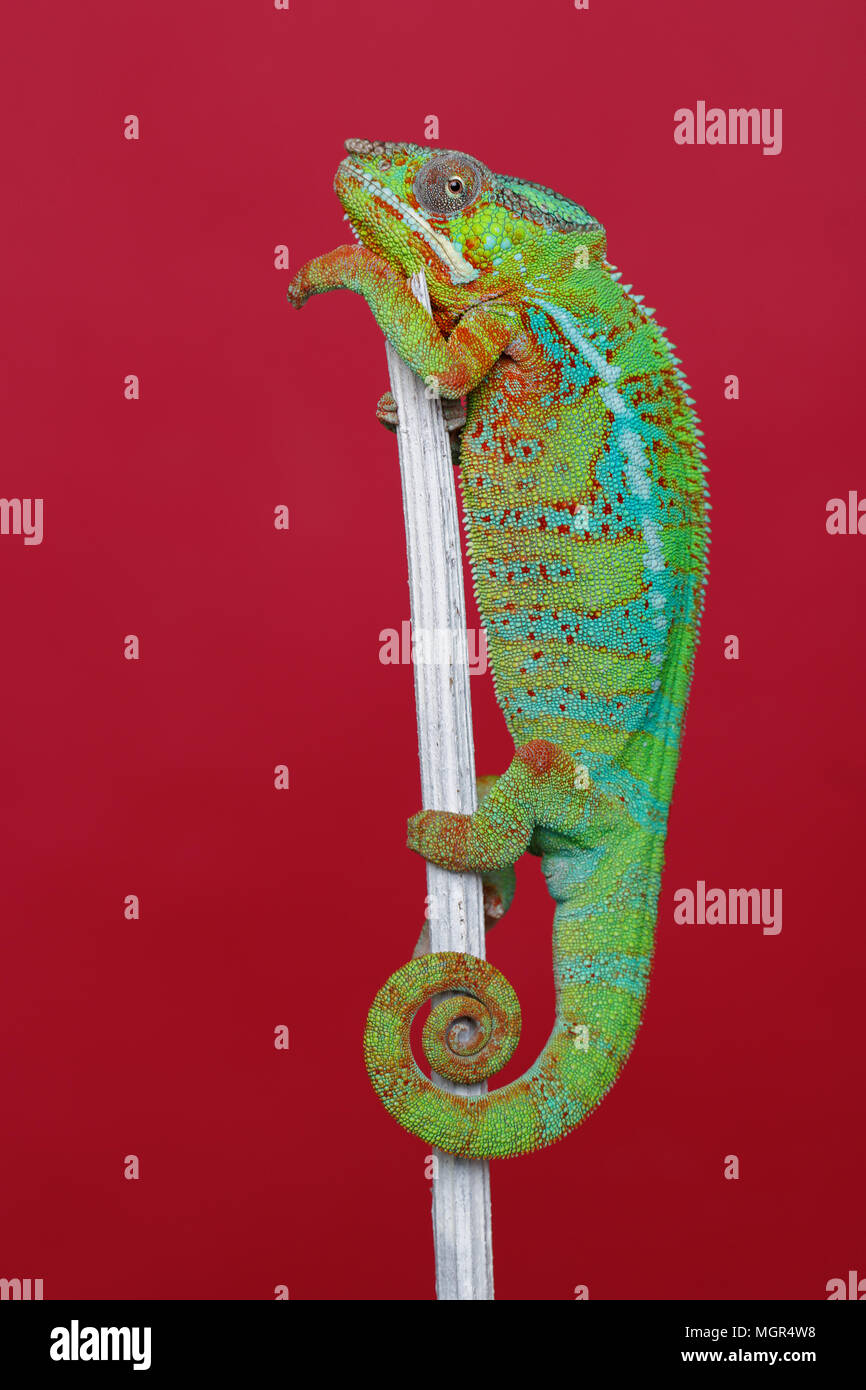 Lebendig Chameleon reptile Stockfoto