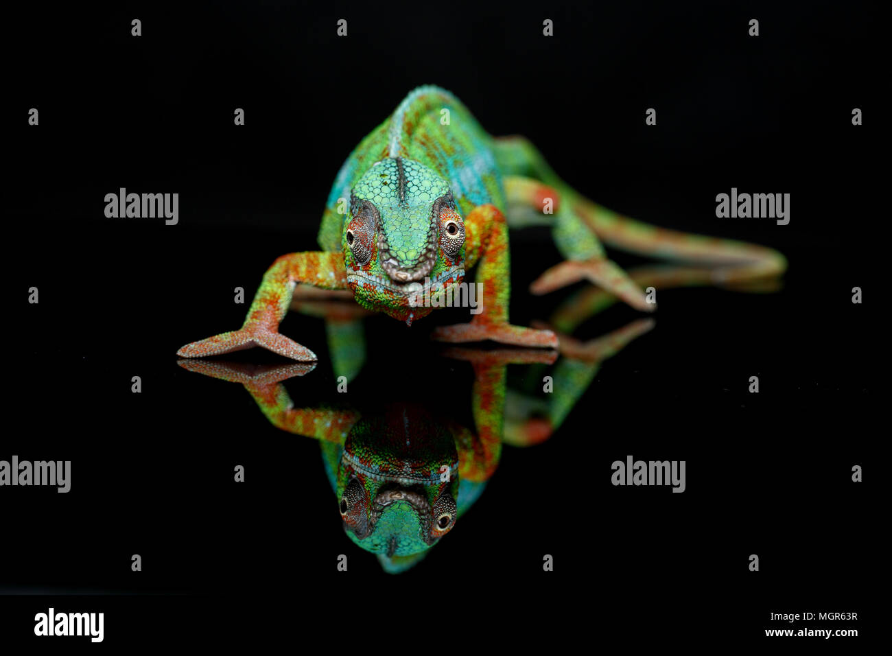 Lebendig Chameleon reptile Stockfoto