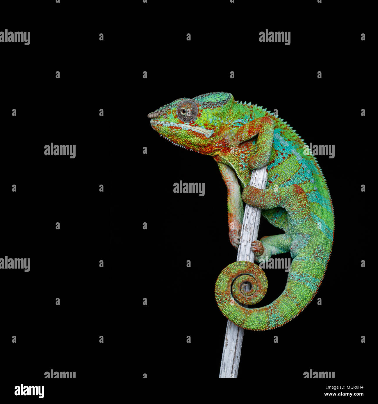 Lebendig Chameleon reptile Stockfoto