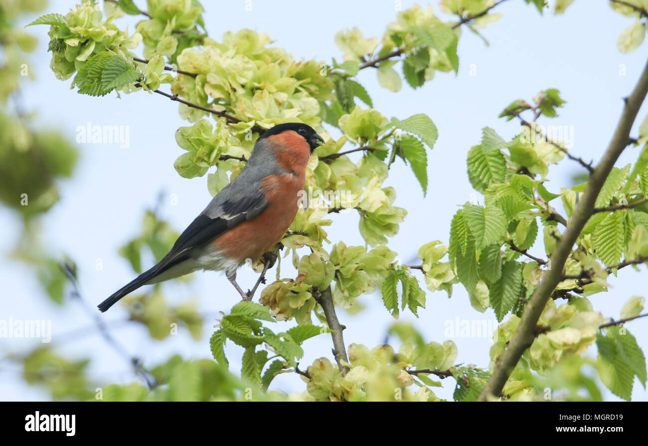 Eine atemberaubende männlichen Gimpel (Pyrrhula pyrrhula) Fütterung auf die Samen der Wych Elm (Ulmus glabra). Stockfoto