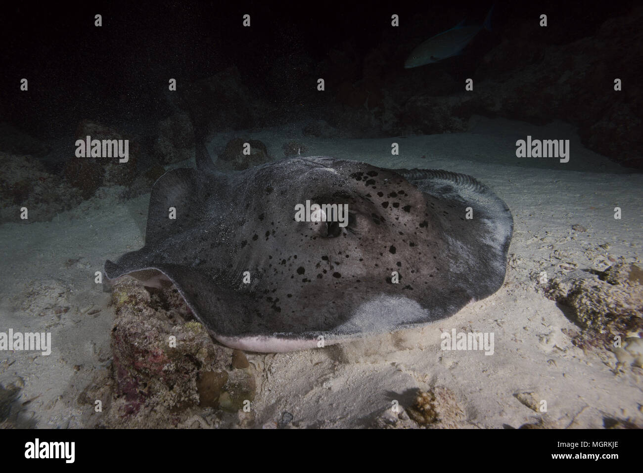 Runde ribbontail Ray (Taeniura meyeni) in der Nacht Stockfoto