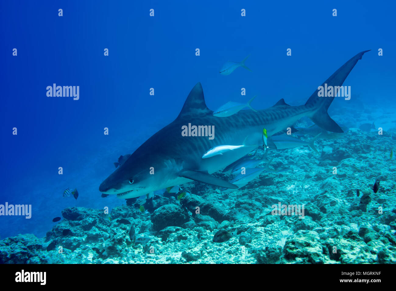 Tigerhai (Galeocerdo cuvier) Schwimmen über Coral Reef Stockfoto