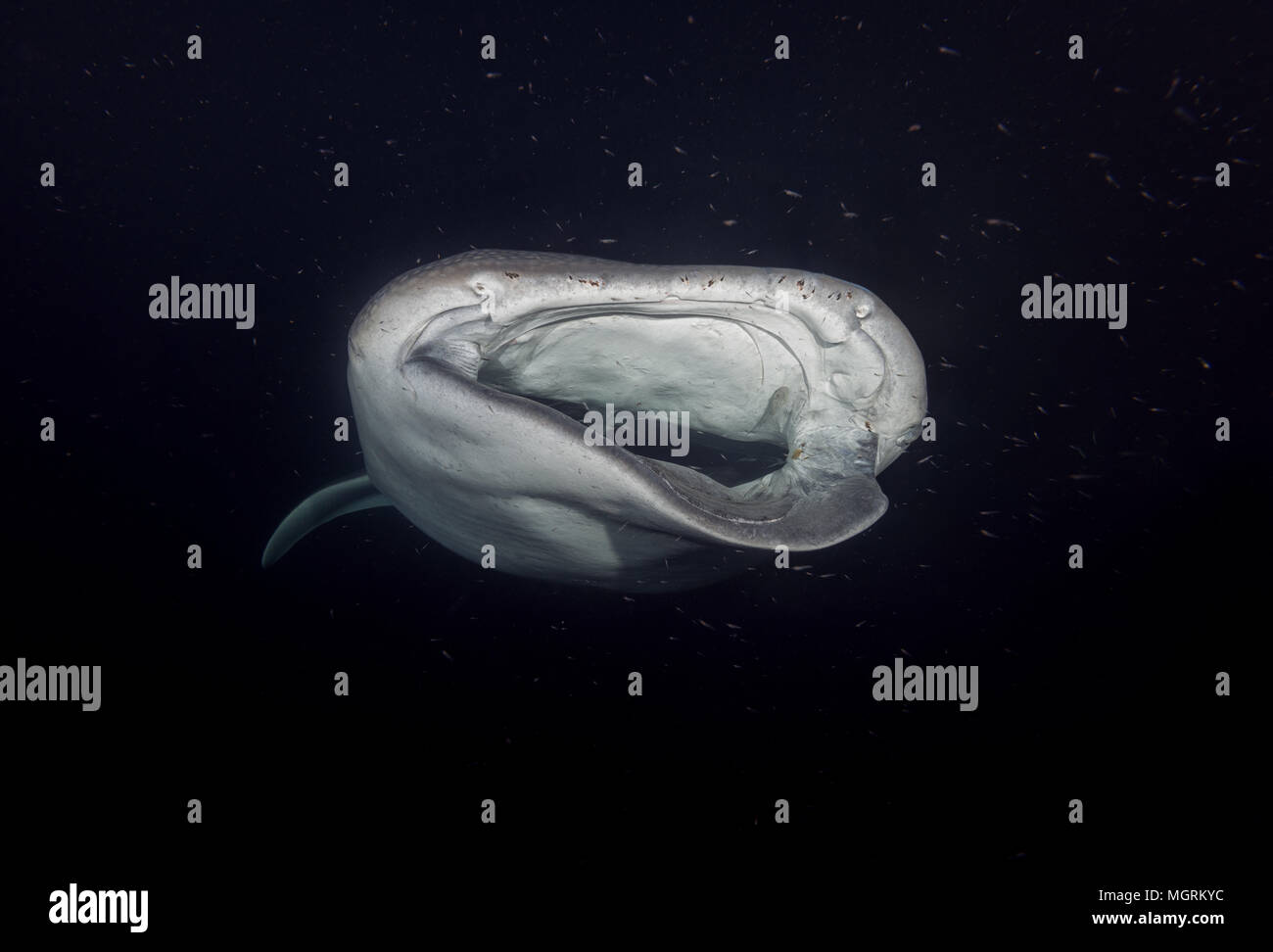 Portrait der Walhai (Firma IPCON typus) mit schweren Verletzungen Filter - Fütterung Plankton in der Nacht Stockfoto