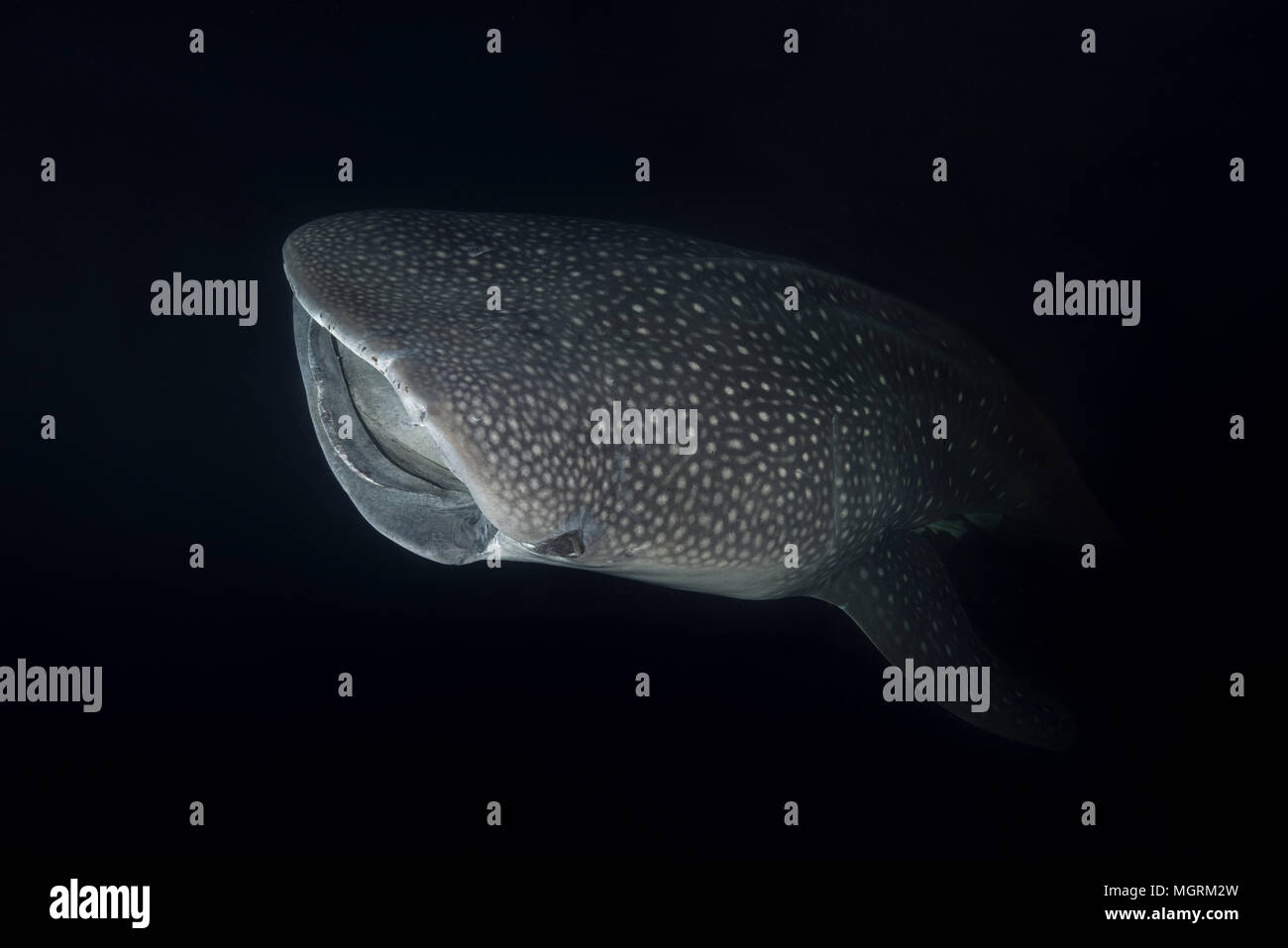 Tier portrait Der Walhai (Firma IPCON typus) mit offenem Mund, Fütterung Krill in der Nacht Stockfoto
