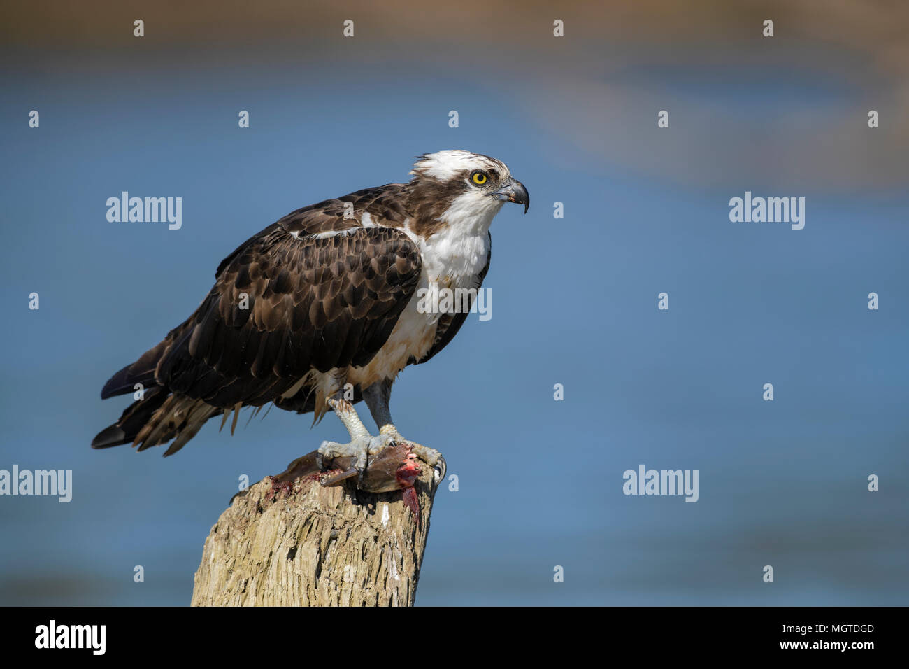 Fischadler, Pandion haliaetus, schöne raptor Fisch essen auf tarcoles Fluß verfangen, Costa Rica. Stockfoto