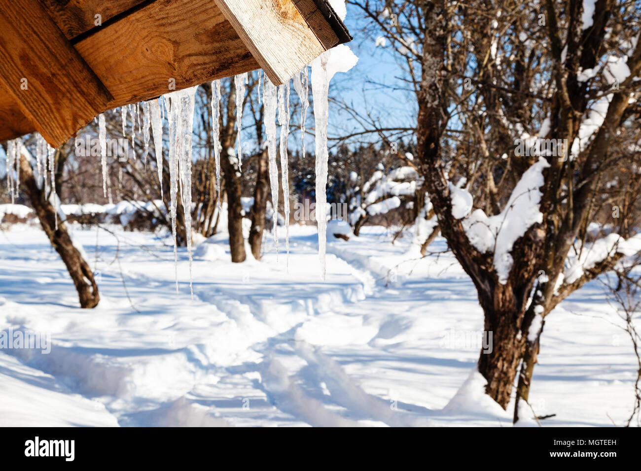 Eiszapfen am Dach der Holzhütte im sonnigen Wintertag im Dorf in Smolensk Region Russlands Stockfoto