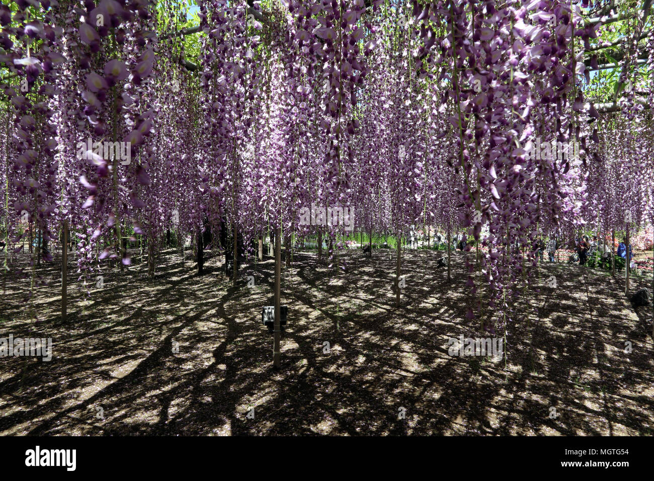Ashikaga Flower Park, Präfektur Tochigi, Japan Stockfoto
