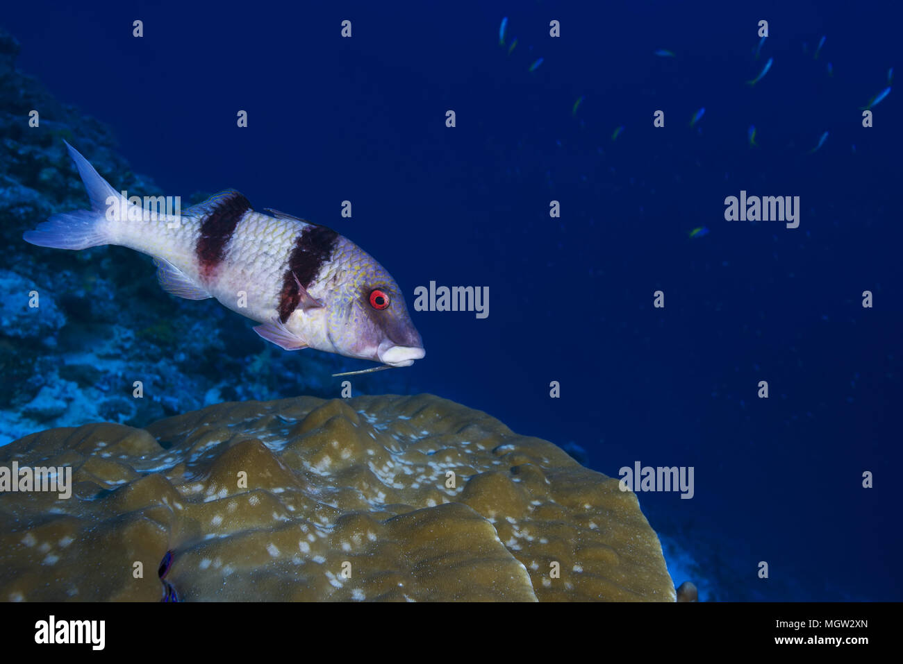 Indische Doublebar Meerbarben (Parupeneus Trifasciatus) Schwimmen über Coral Stockfoto