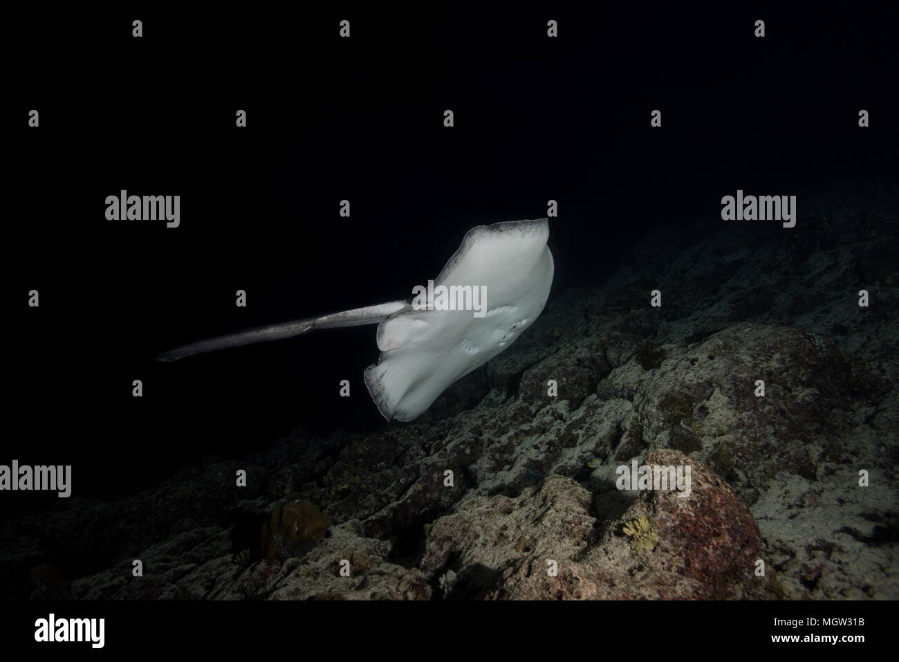 Runde ribbontail Ray (Taeniura meyeni) in der Nähe von Riff in der Nacht schwimmen Stockfoto