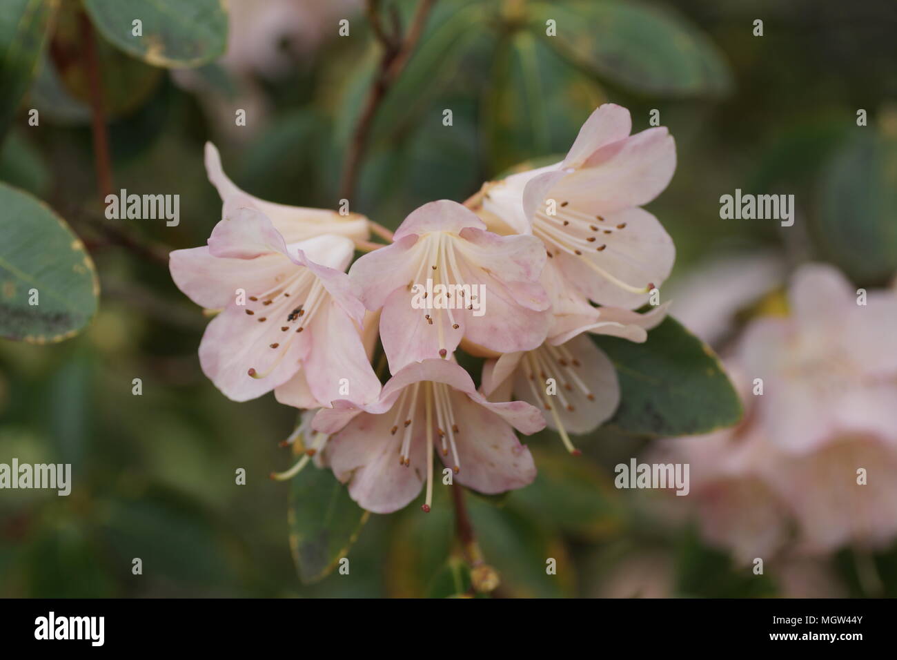 Rhododendron "Alison Johnstone" Stockfoto