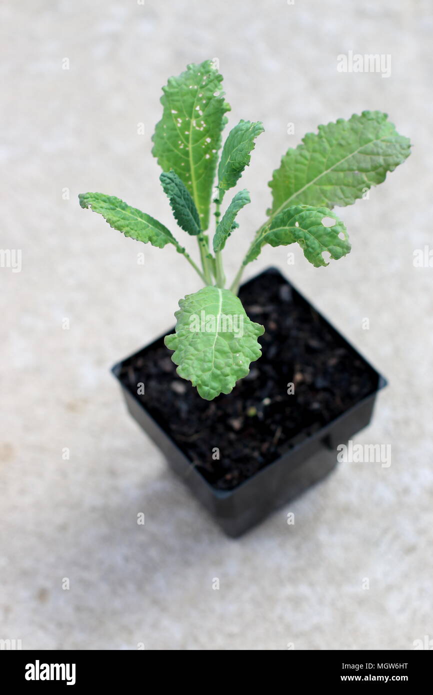 Lacinato kale oder bekannt als Toskanischen Kale Sämling isoliert Stockfoto