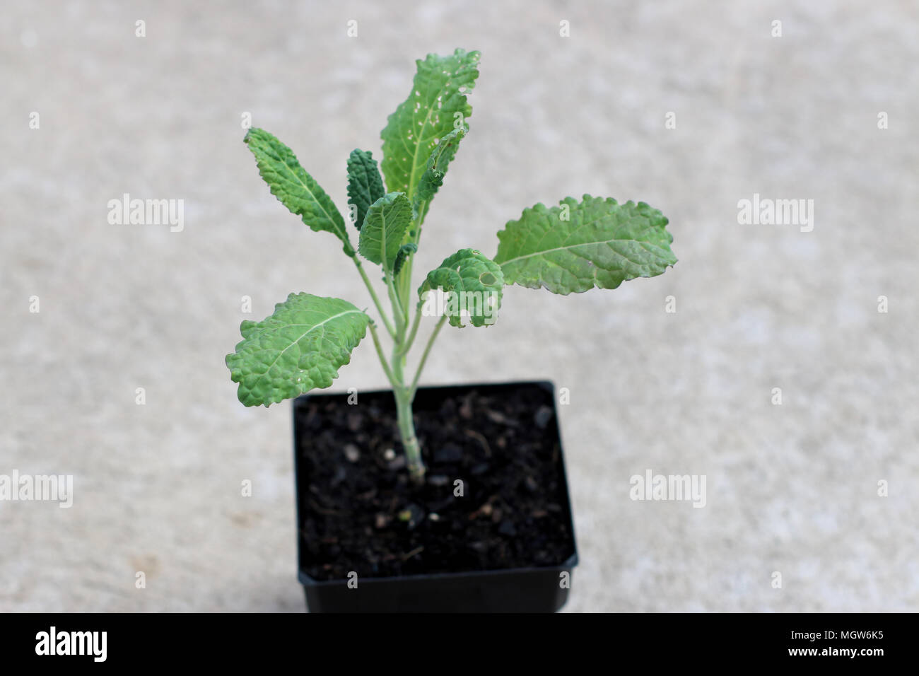 Lacinato kale oder bekannt als Toskanischen Kale Sämling isoliert Stockfoto