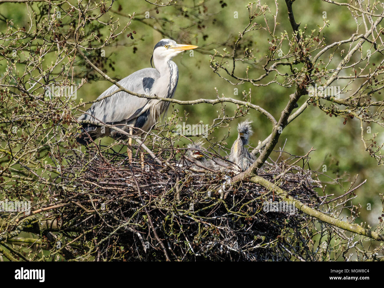 Sevenoaks Wildlife Reserve Stockfoto